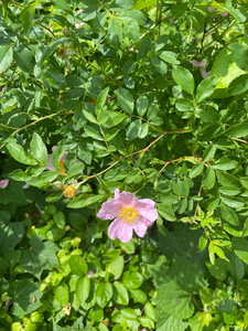 Photo By: Steve Young. Photo taken: Suffolk County, NY on 1 July 2021